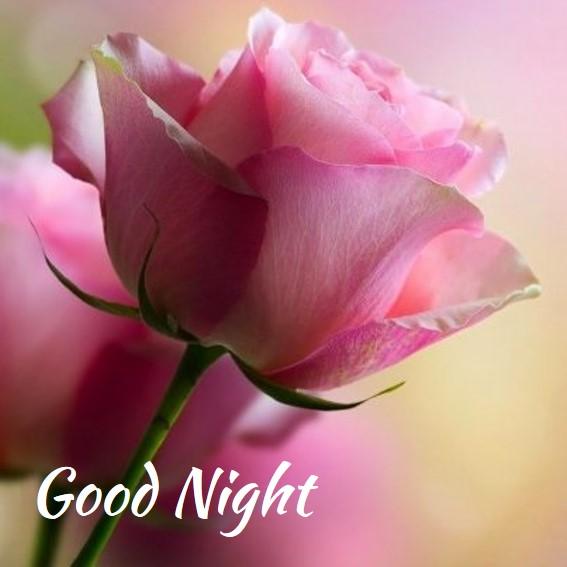 Good Night flower lovely images