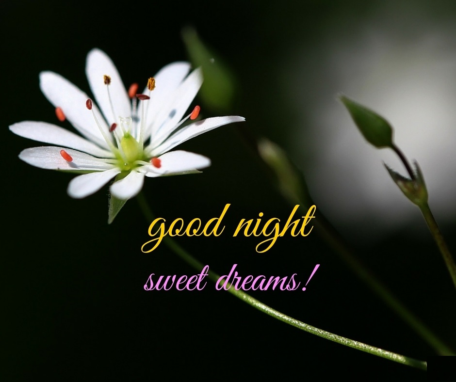 good night flowers images, pictures and wallpapers