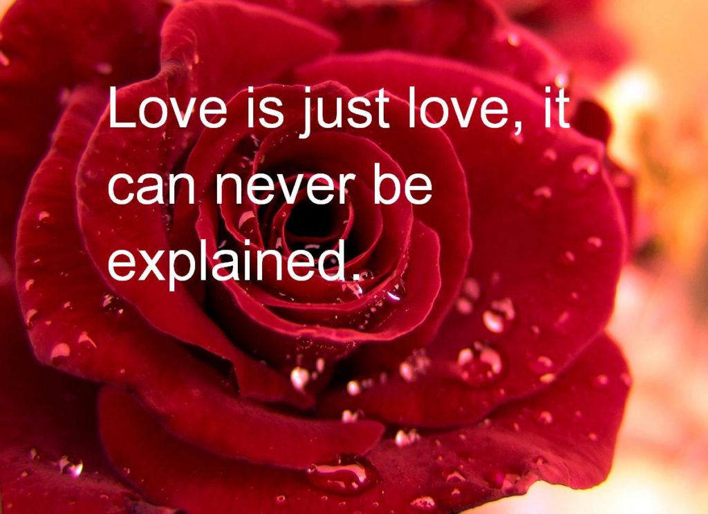 Happy rose day quotes for Husband