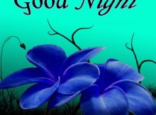 Good Night flower images