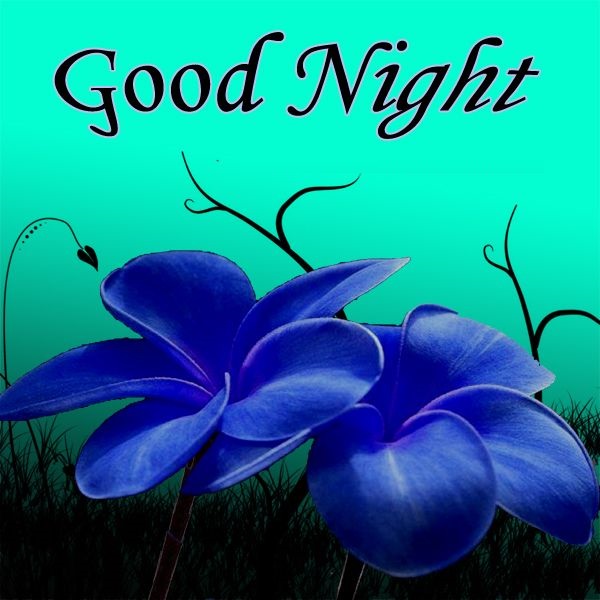 Good Night flower images